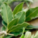 herbs on table