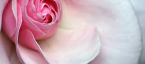 New Rose Varieties for 2016