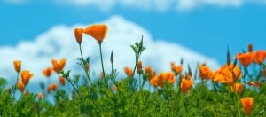 california poppies