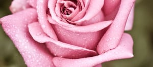 Quick Tip: How to Plant Roses