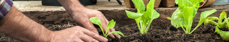 Plant a Mini-Garden in 5 Steps