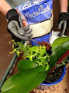 Fill in around with more Fine Orchid Bark