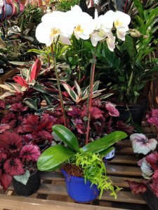 finished orchid planter