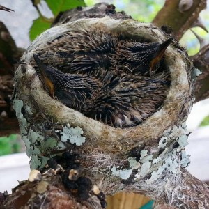Hummingbird report