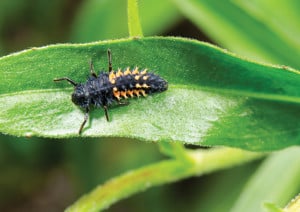 ladybug larvae