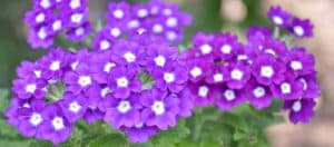 Plants that thrive in heat