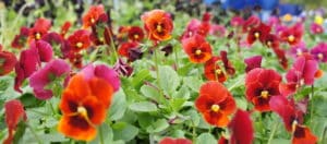 Quick tip!  How to Help Flowers Bloom Longer