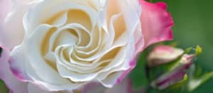 Plant roses for a beautiful spring