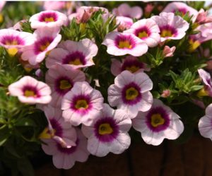 New Petunias, Calibrachoa and Celosia