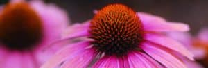 Bay Area Plant Pick: Echinacea