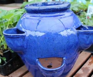 Strawberry Jar: Falling Blue