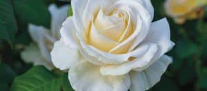 2020 Dormant Rose Selection