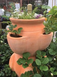 Strawberry Jar: Terracotta