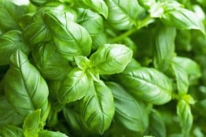 Our Favorite Herb Recipes