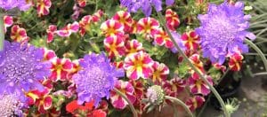 Vacation care tips for plants