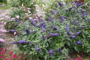 Buddleja Pugster Series