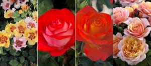 Winter Rose Pruning