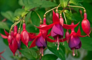 San Francisco, the Fuchsia capital!