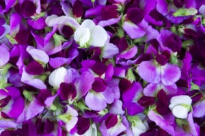 Plant sweet peas this fall for a fragrant bouquet next spring!