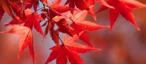 Webinar: How to Prune Japanese Maples