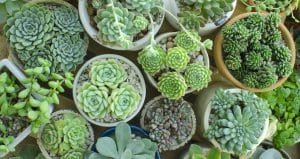 Webinar: Succulent Gardening Tips