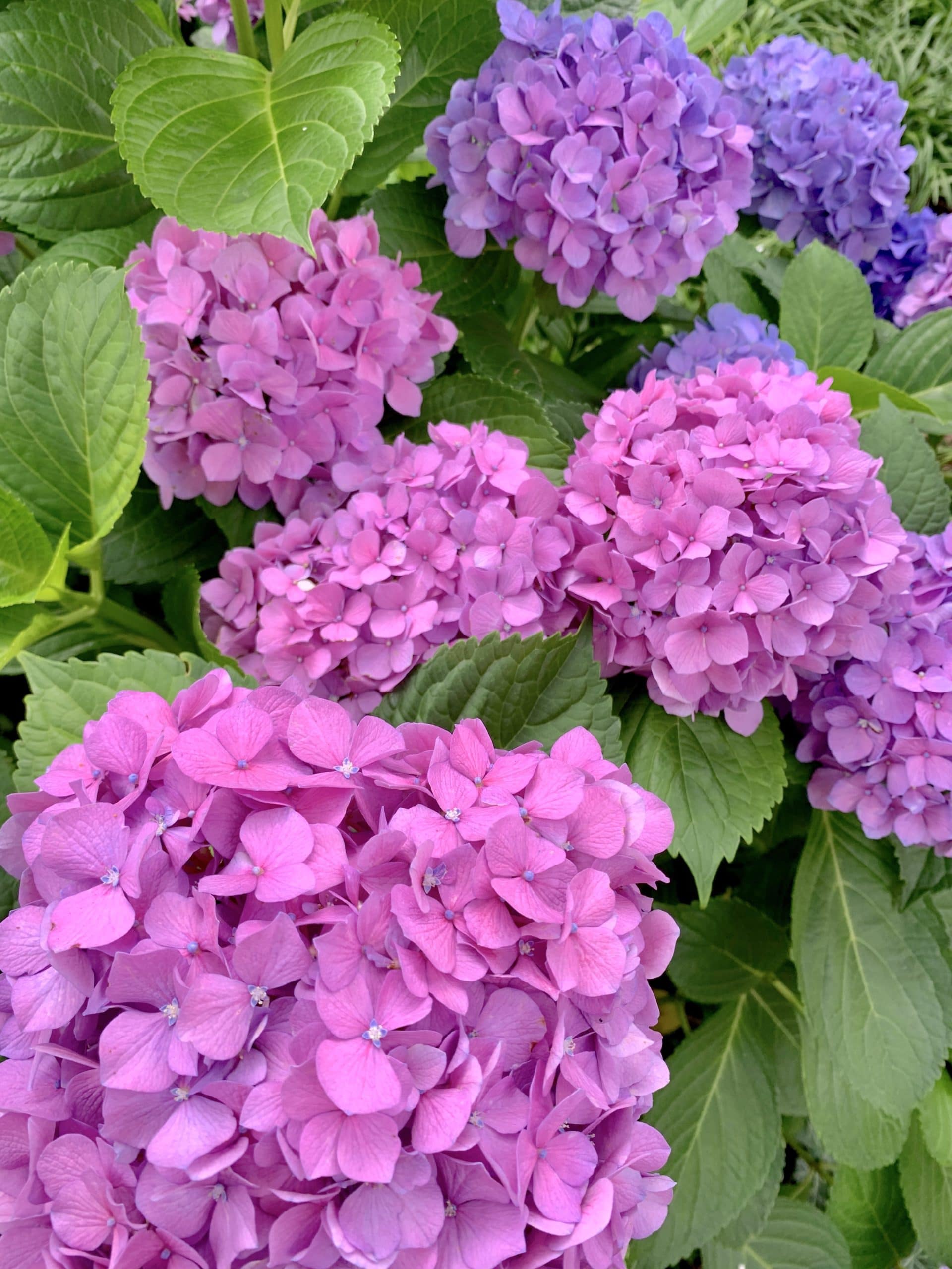 Hydrangea isn’t blooming