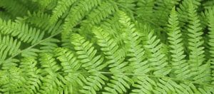 Group of fresh green fern leaves