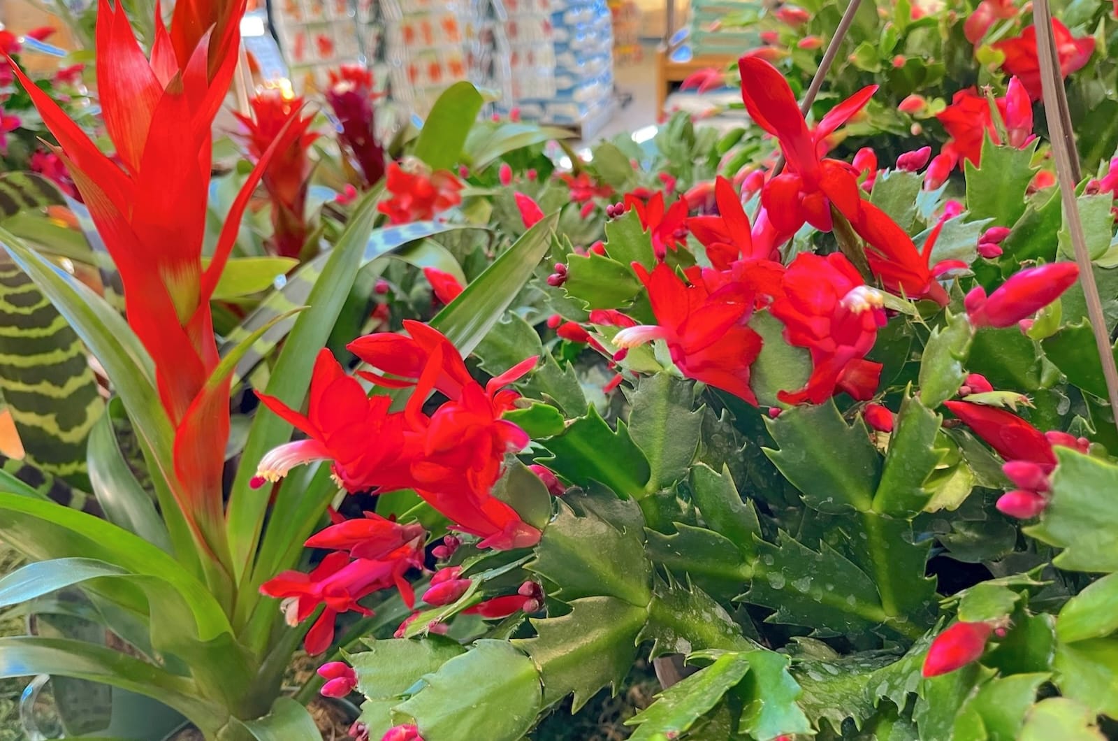 PDF: Christmas & Easter Cactus Care Tips