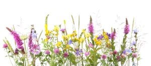 Flowering wild grass and herbs isolated on white background. Border of meadow flowers wildflowers and plants.