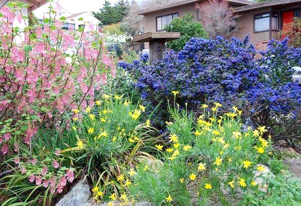 ca natives ceanothus