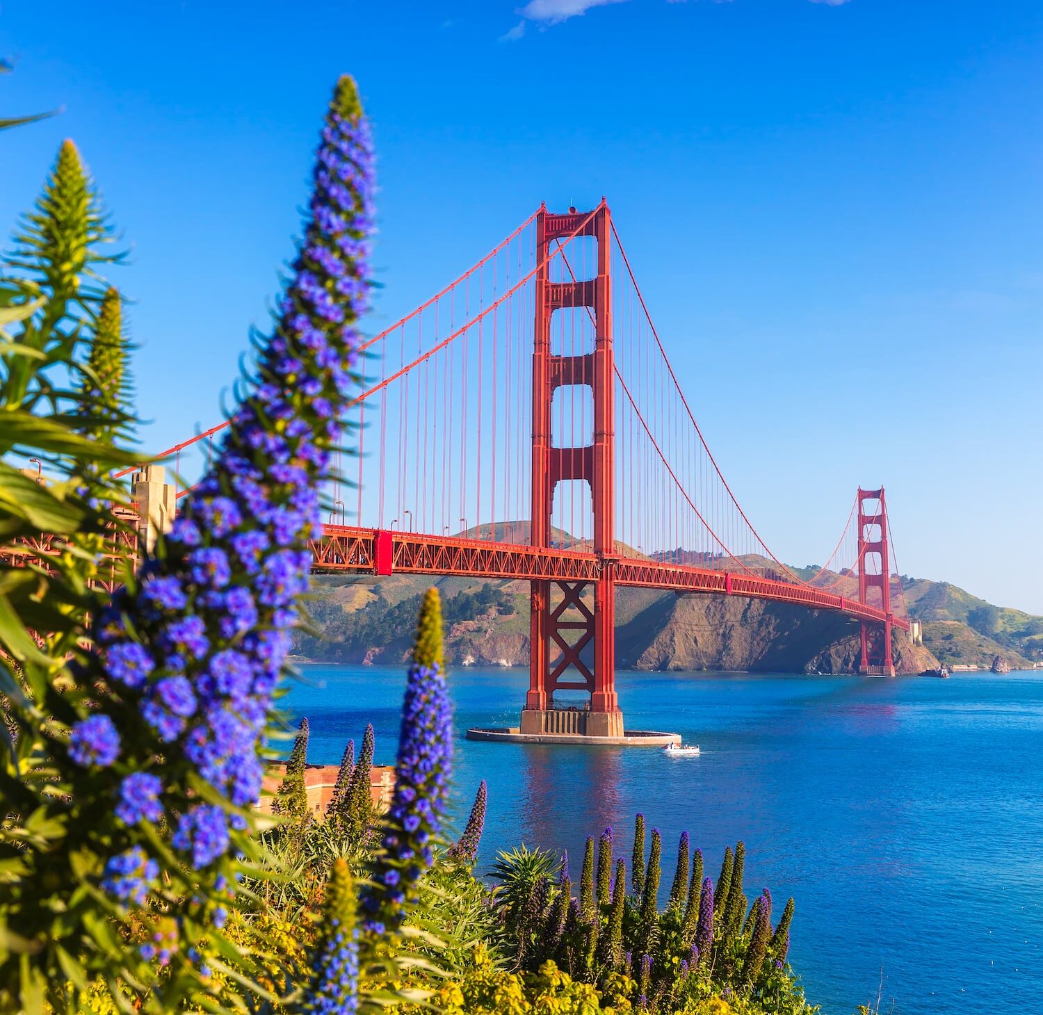 Golden Gate Bridge San Francisco purple flowers Echium candicans in California