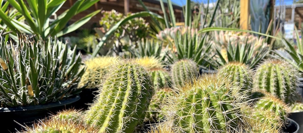 PDF: Cacti & Succulents