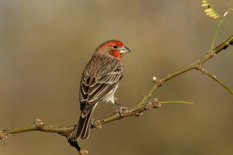 Webinar: Winter Birding Tips