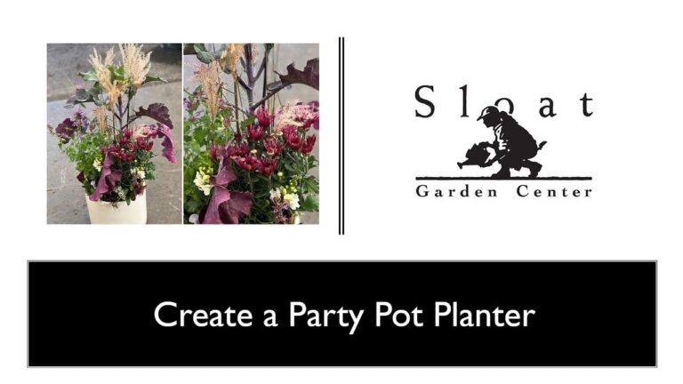 Create a party pot planter