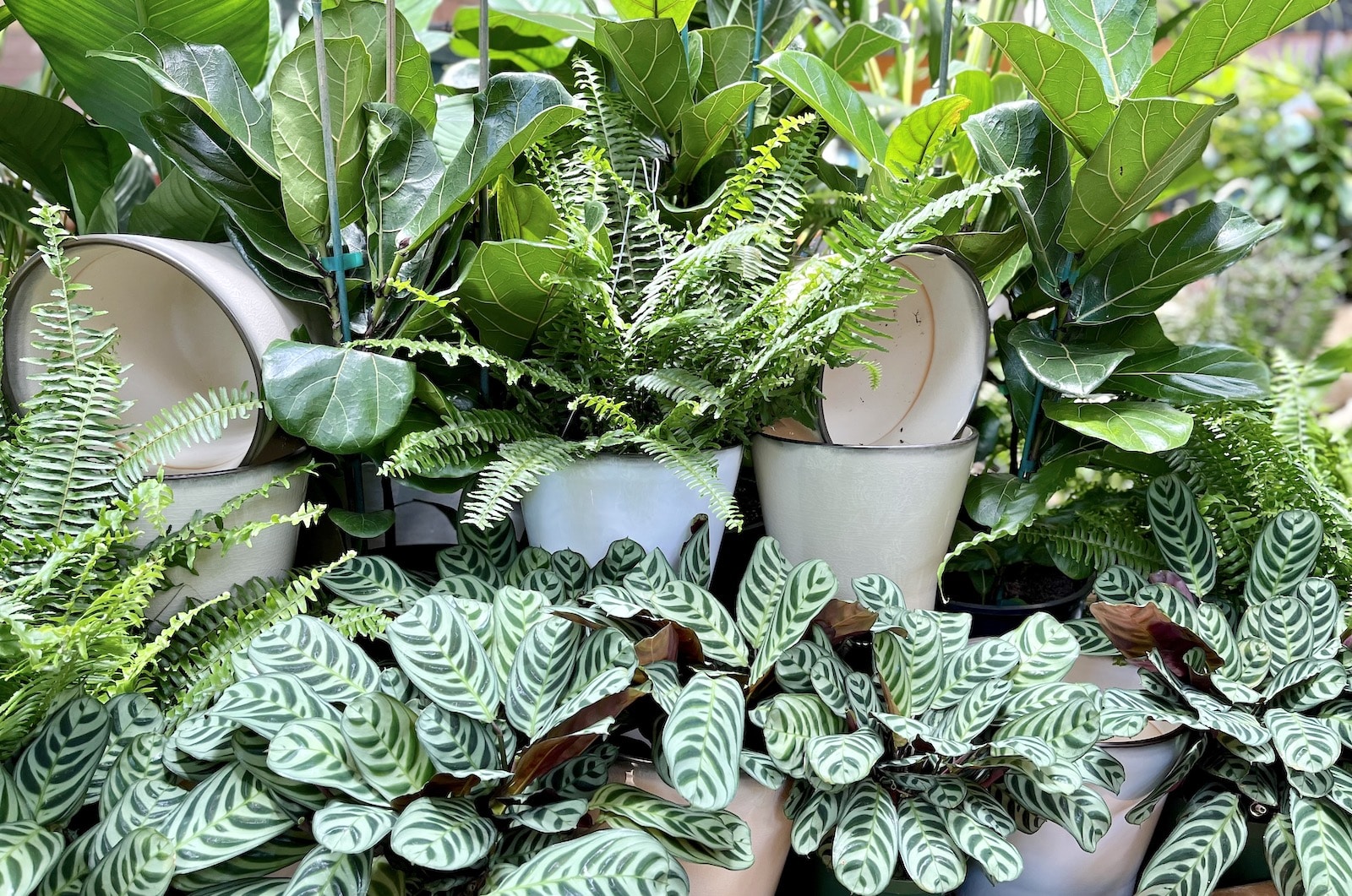 houseplants