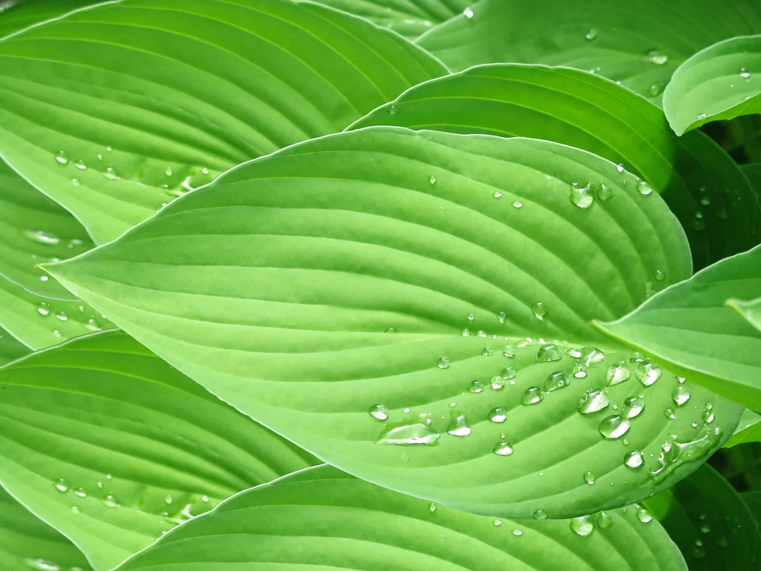 Leaf shutterstock image