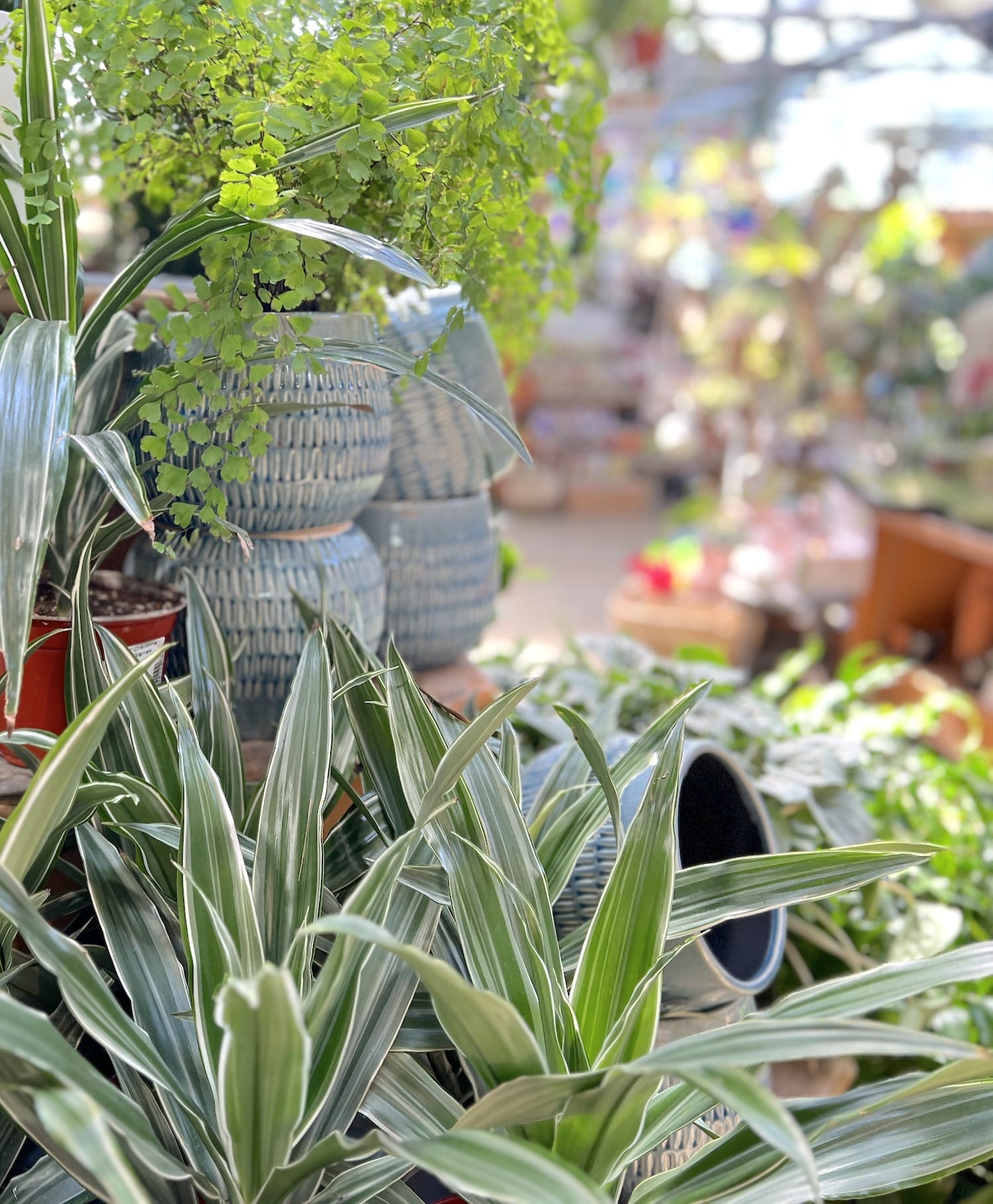 indoor houseplants