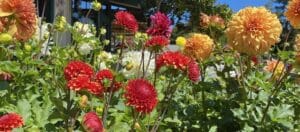 5 Tips for Dazzling Dahlias
