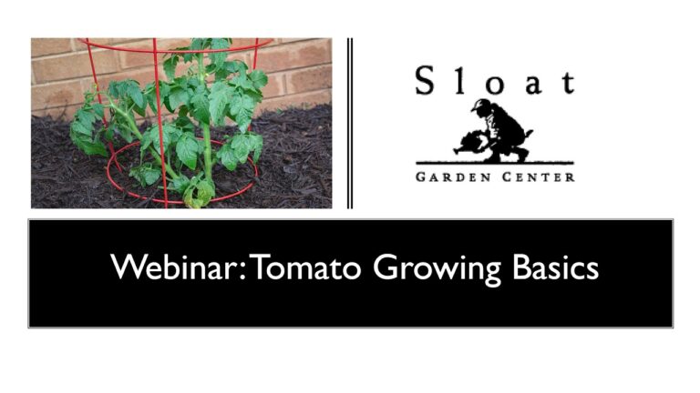 Webinar: tomato growing basics
