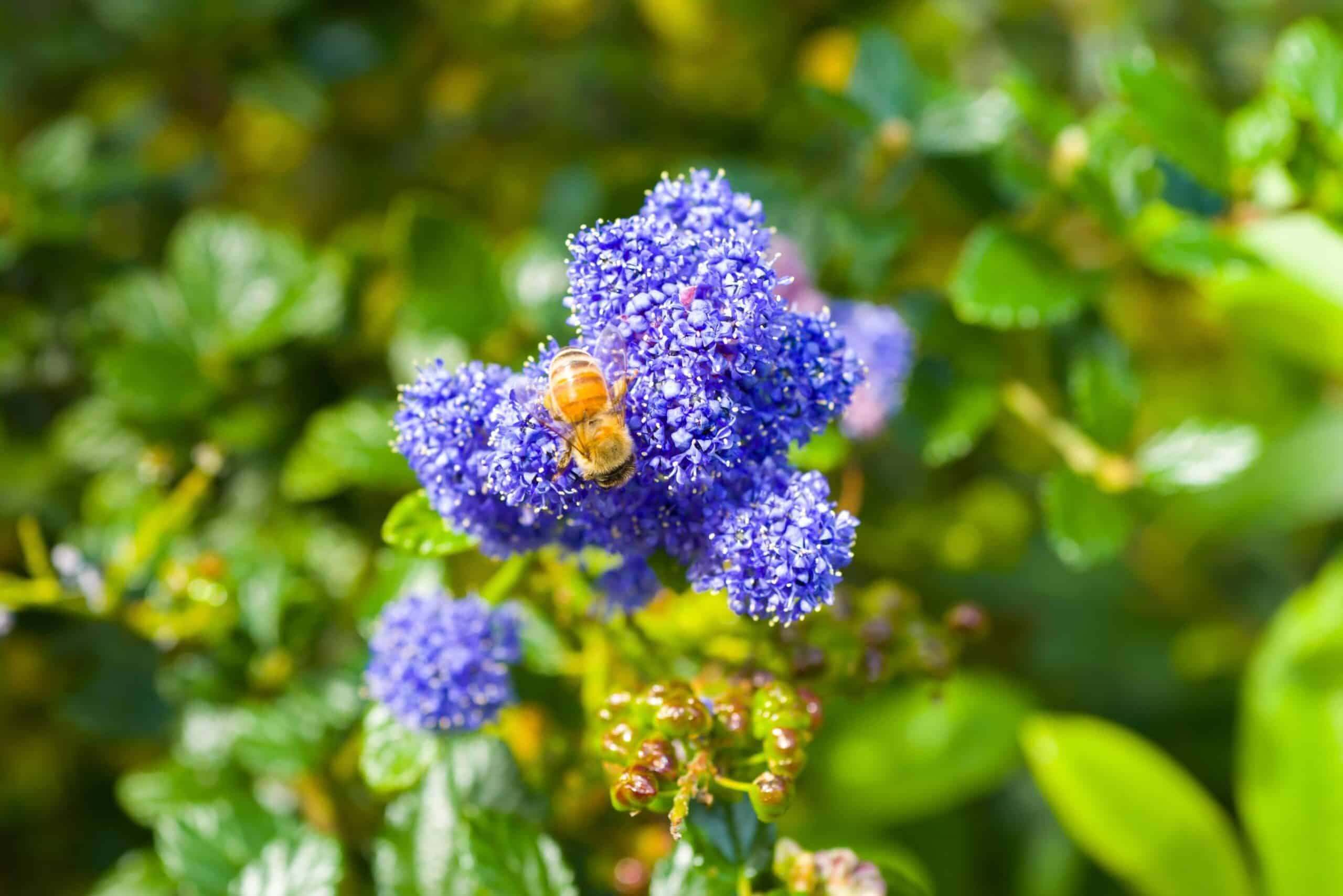 ceanothus bee