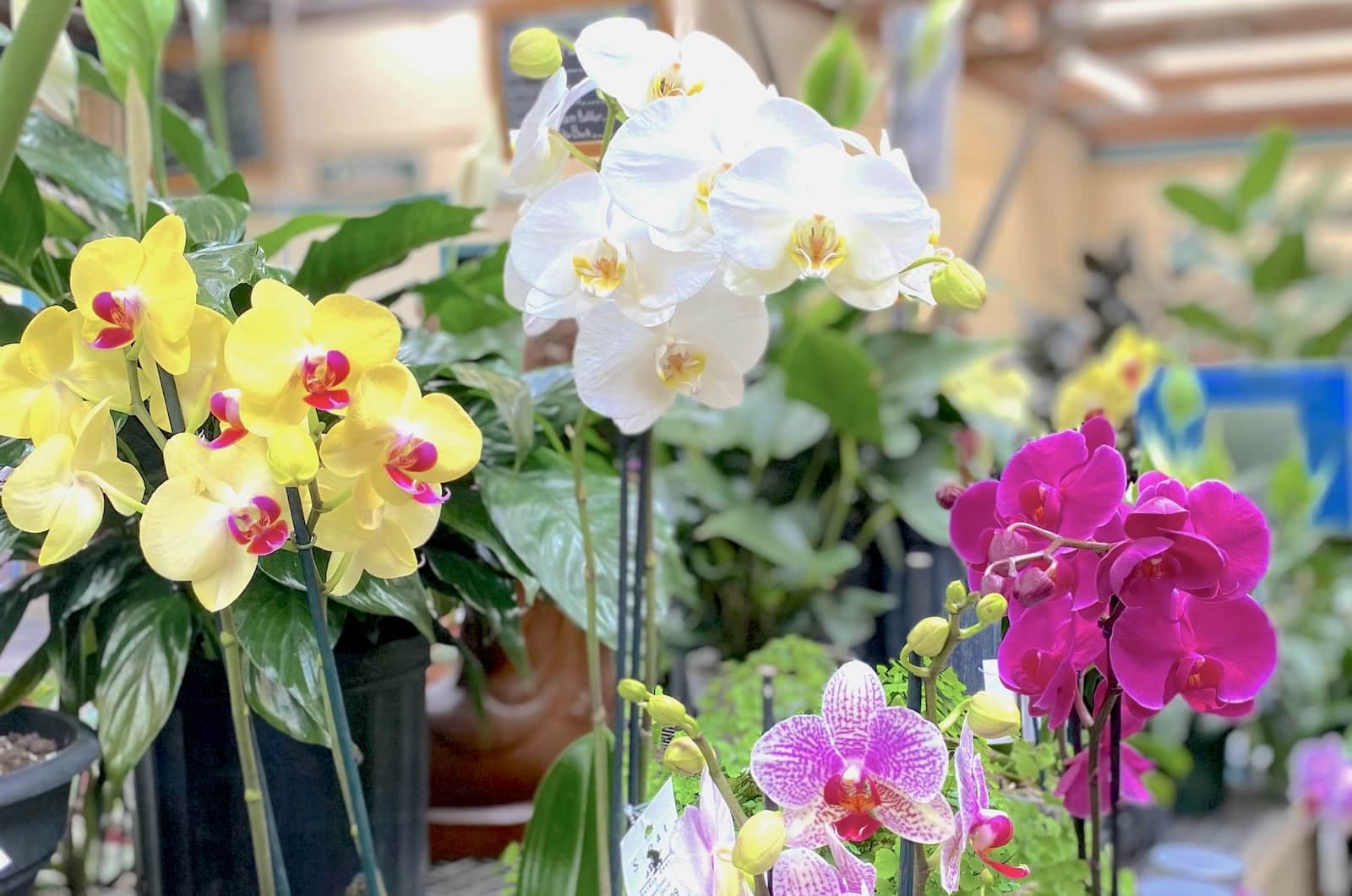 PDF: Orchid Care