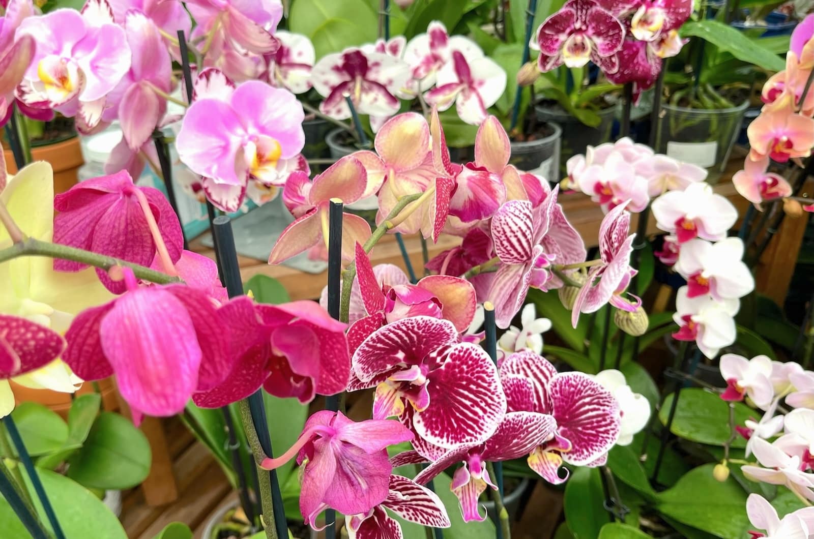 orchids 7