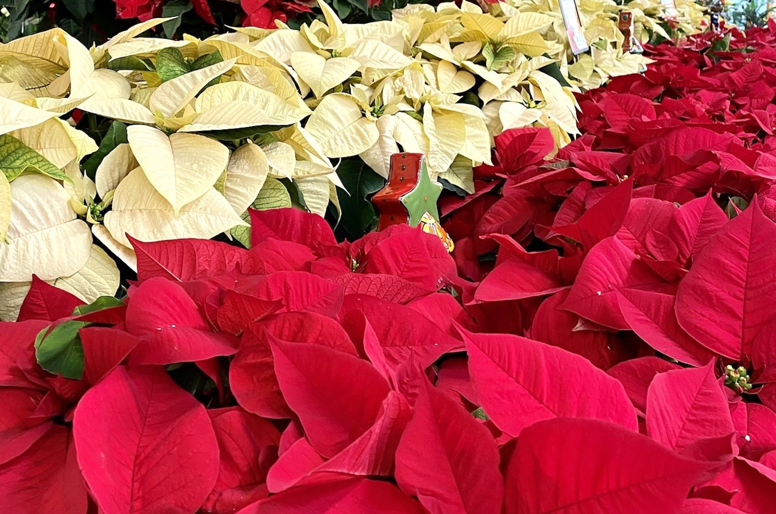 PDF: Poinsettia Care