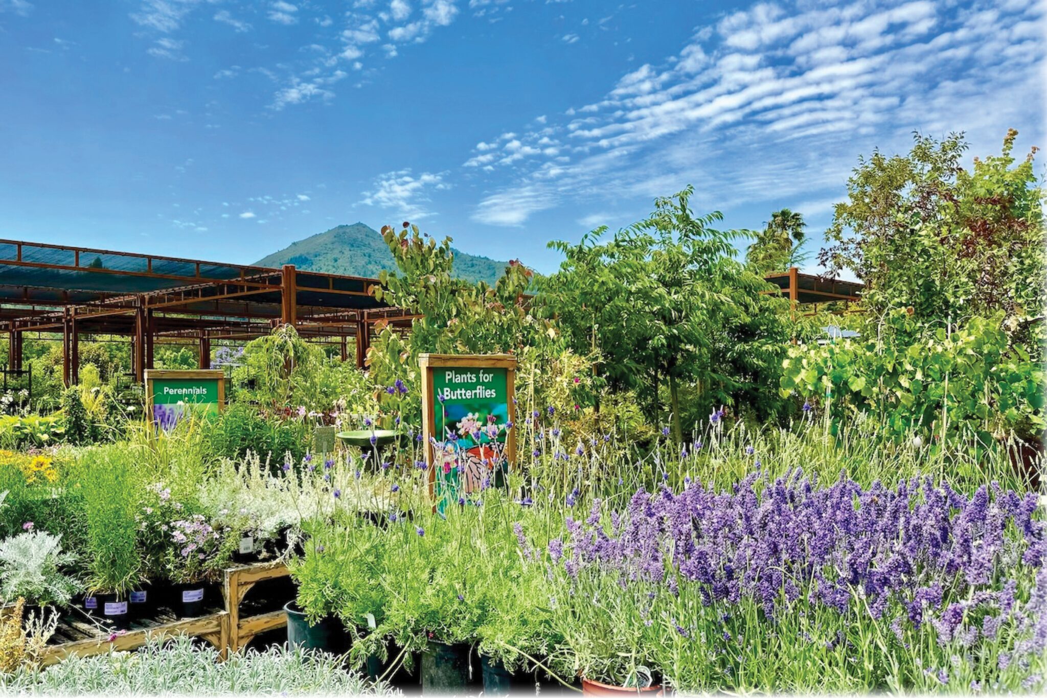 Fall is for Planting | Sloat Garden Center